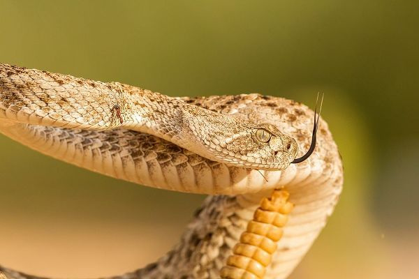Arizona-Santa Cruz County Close-up of coiled western diamondback rattlesnake